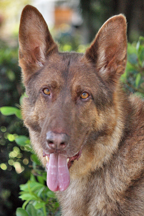 Westside German Shepherd Rescue of Los Angeles